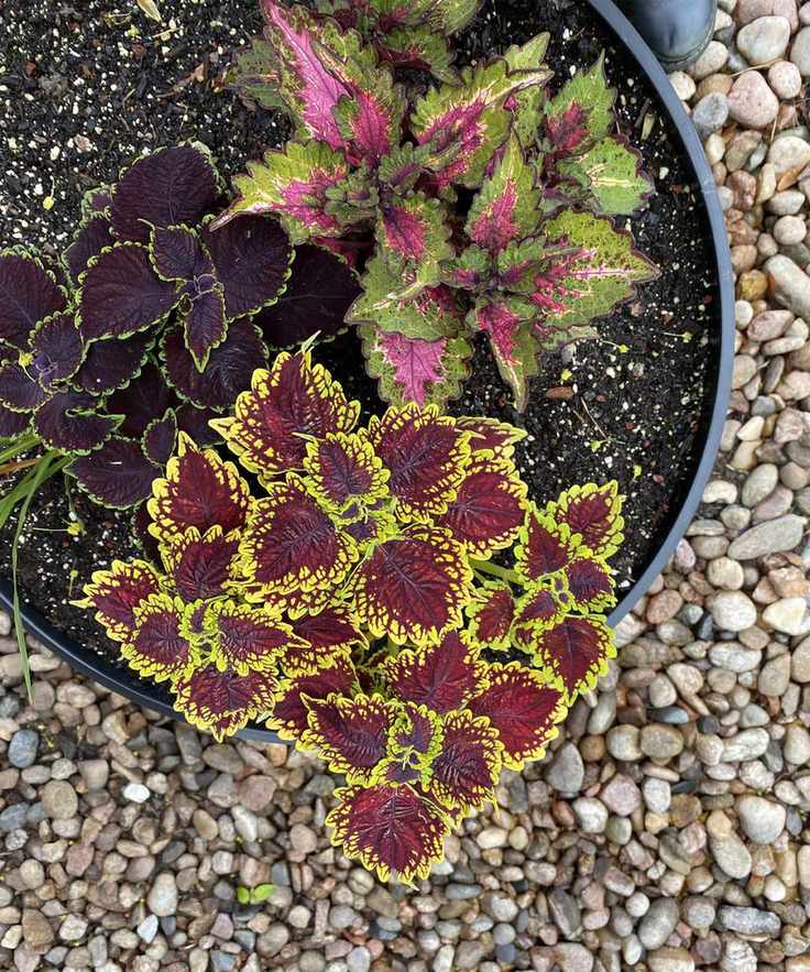 Above shot of planted pot outdoors with colorful pots, sat on gravel