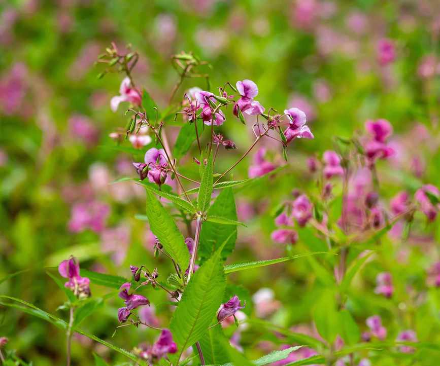 Himalayan balsam flowers