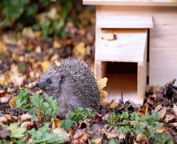 Create a Hedgehog House to Help These Essential Garden Guests