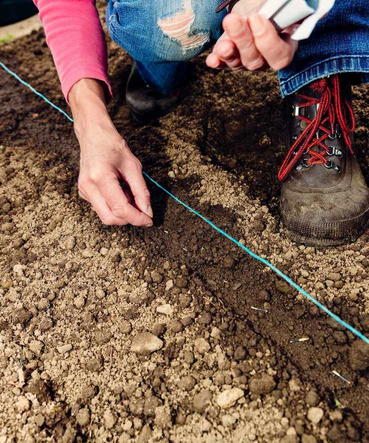 Woman sowing seeds outdoors directly into the vegetable garden