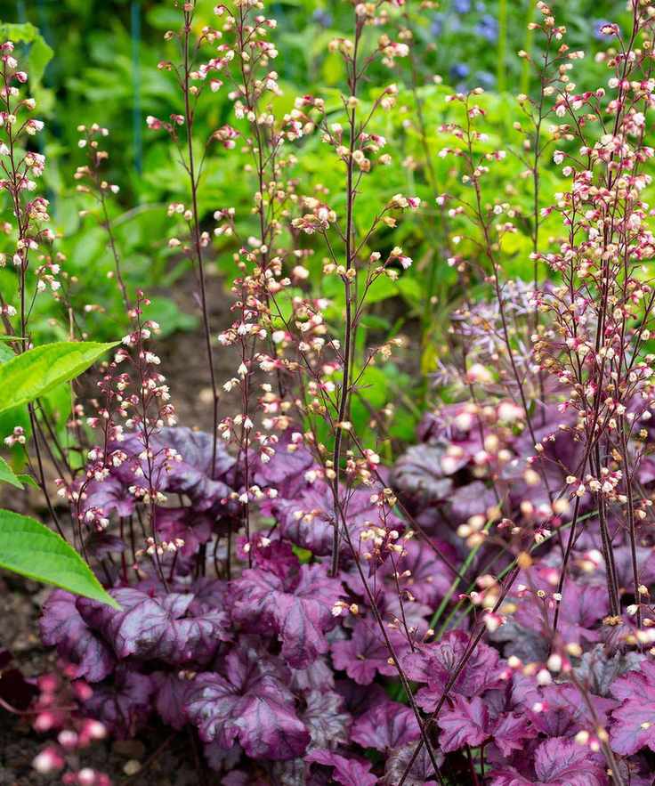 purple coral bells