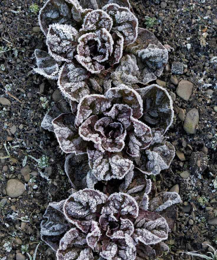 Frozen lettuce in the vegetable garden