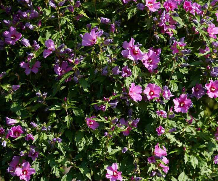Rose of sharon with pink blooms