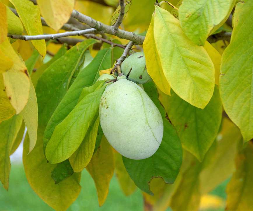 common pawpaw, cherimoya (Asimina triloba 'Prima)
