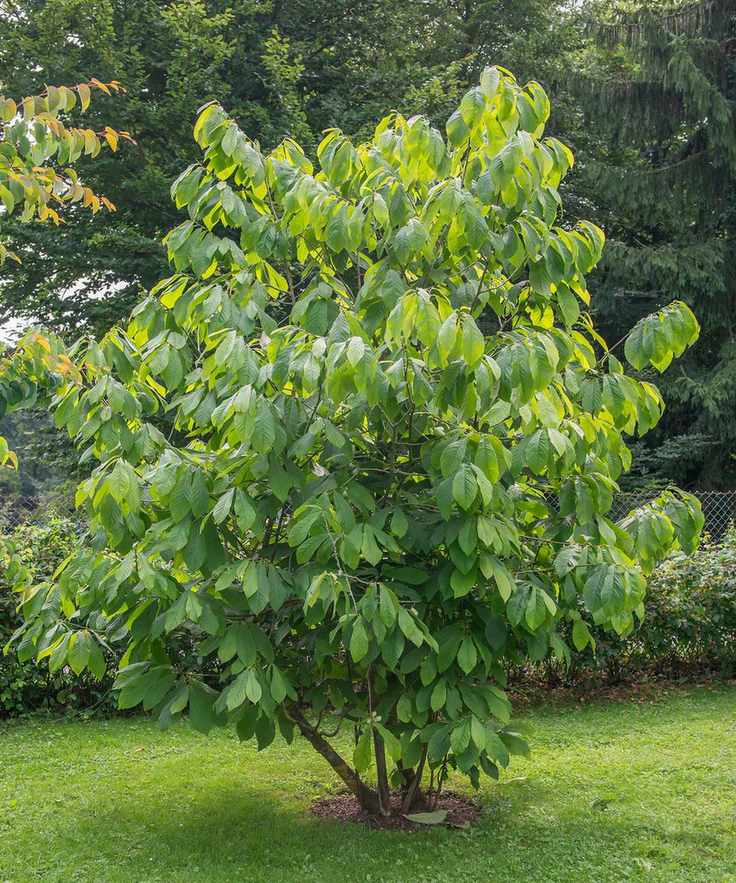 common pawpaw planted in a lawn