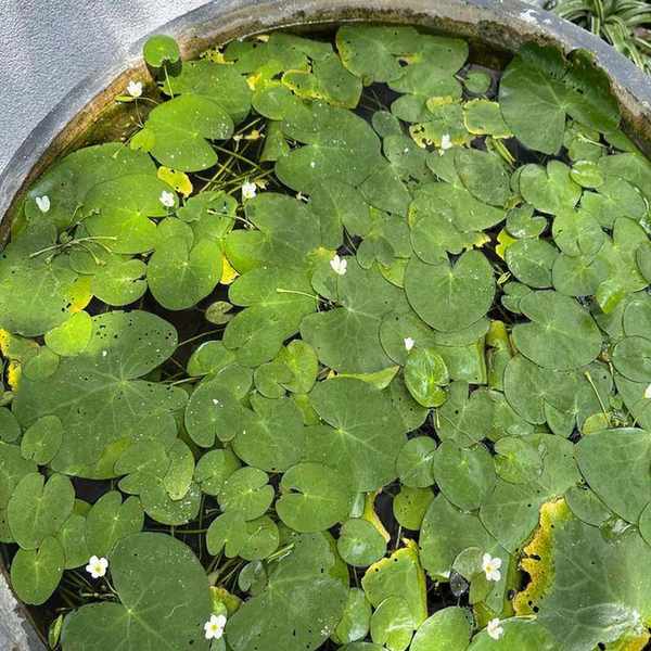 Close-up image of old wooden wine barrel up cycled into a goldfish pond, water surface covered in miniature lily pads