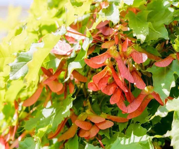Vine Maple