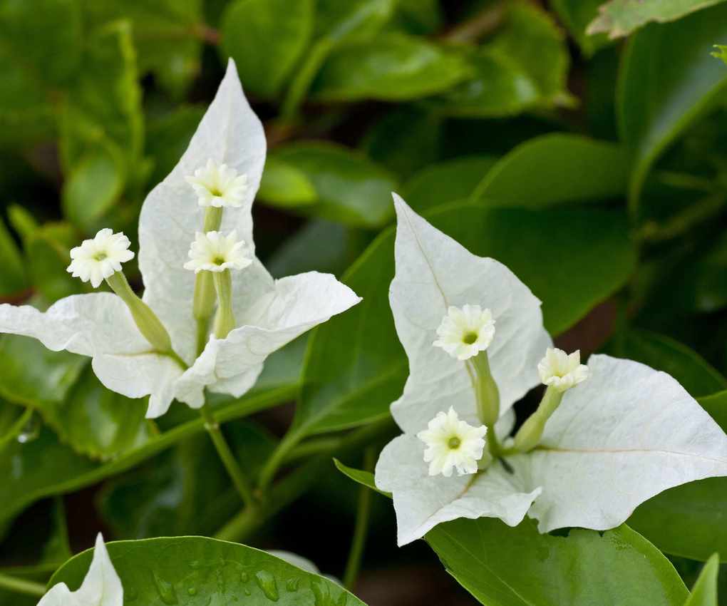 white flowering 'Miss Alice' bougainvillea