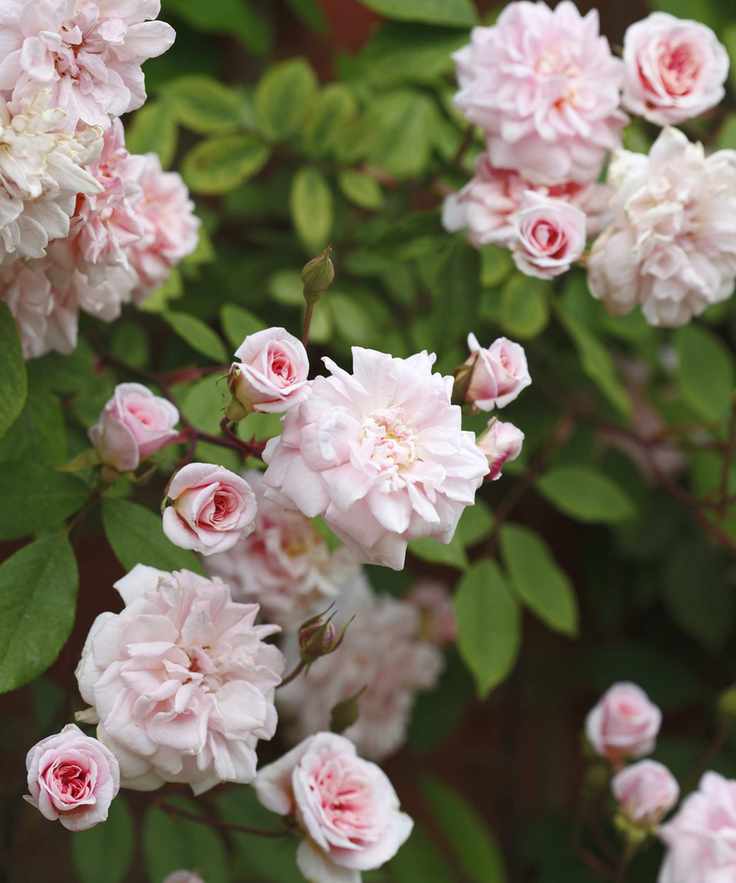 Light pink rambling roses