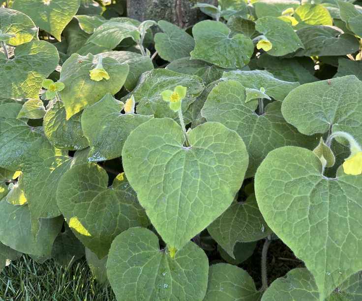 Saruma henryi, wild ginger, with heart-shaped leaves and yellow flowers