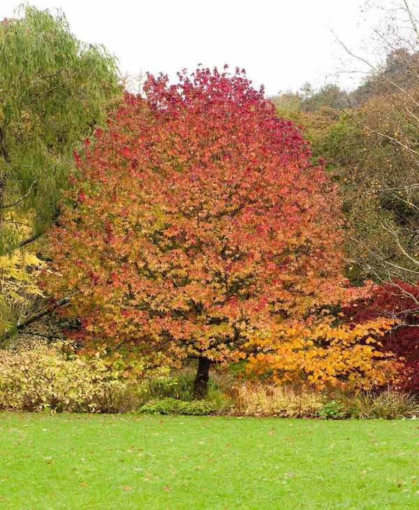 American sweetgum tree in fall