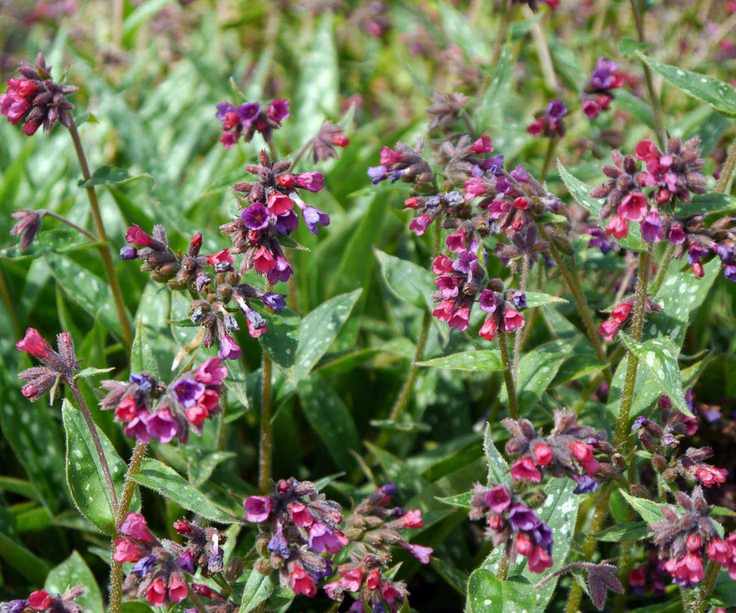 pink-red flowers of Pulmonaria 'Raspberry Splash'