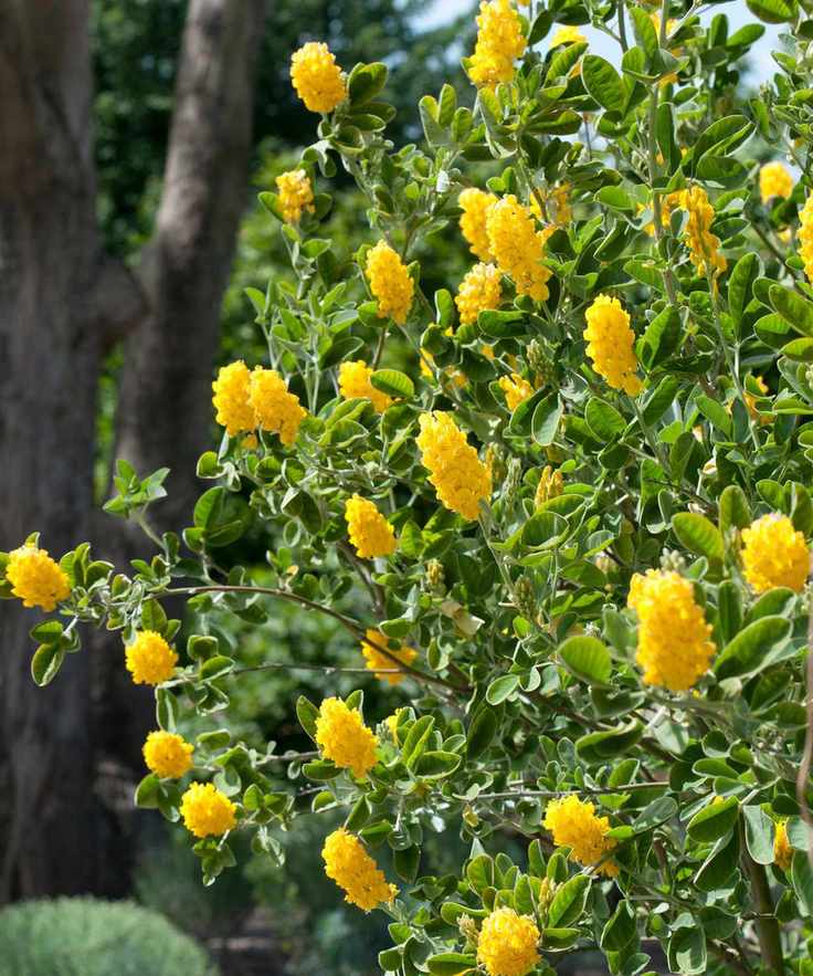 front yard plant Argyrocytisus battandieri flowering in summer display
