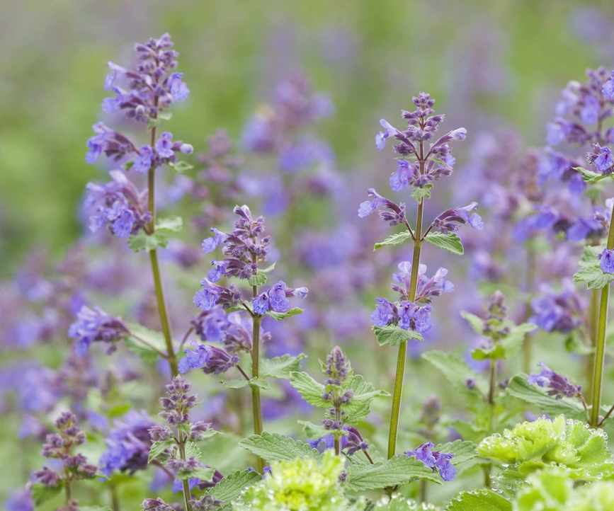 Purple flowers of a catmint plant in a garden
