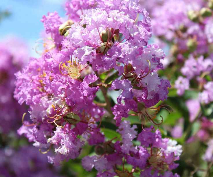 pink flowers of crepe myrtle