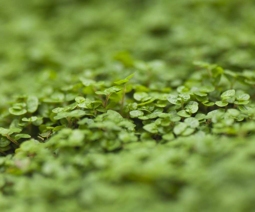 Baby's tears plant