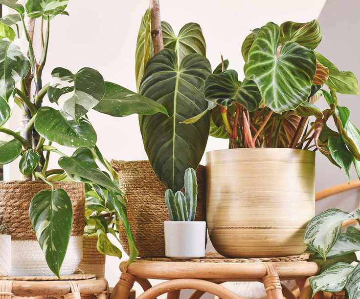 houseplants