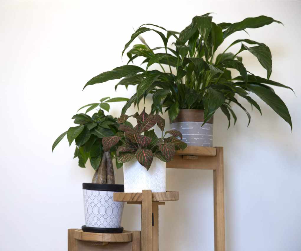 Houseplants on stands