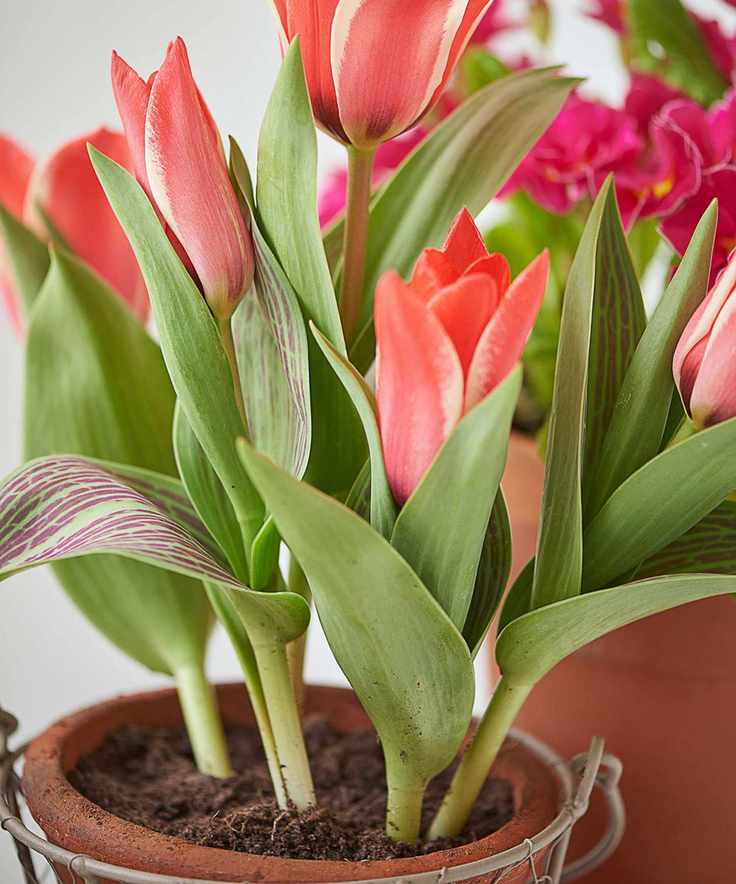 red tulips in pot