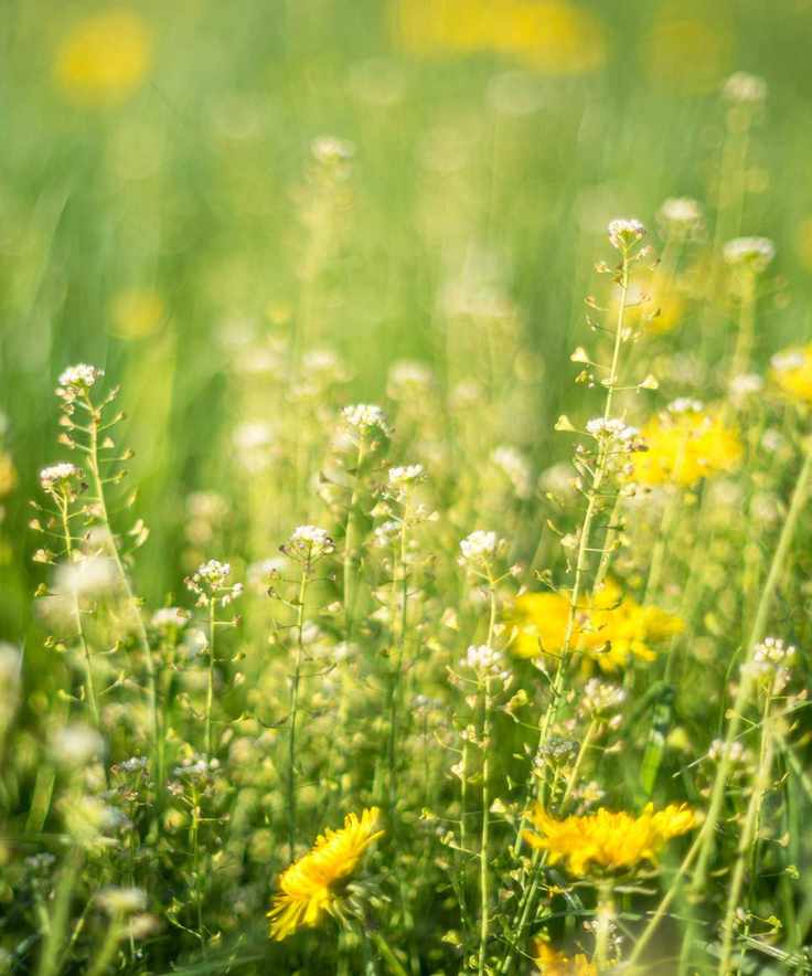 Two dandelions on meadow grassland in spring time