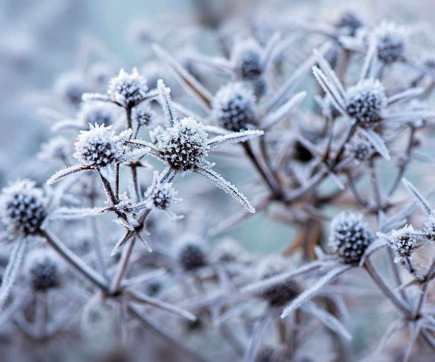 Eryngium - Sea Holly Flower heads covered in frost