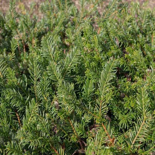 Creeping and spreading yew planted as a ground cover