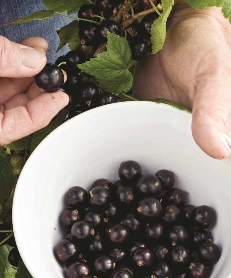 Harvesting blackcurrants from the bush