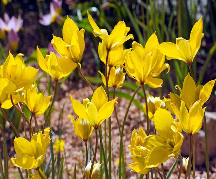 Wild Tulip Tulip sylvestris