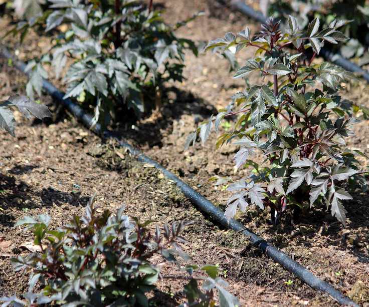 A soaker hose laid on the surface of a garden bed to water flowers