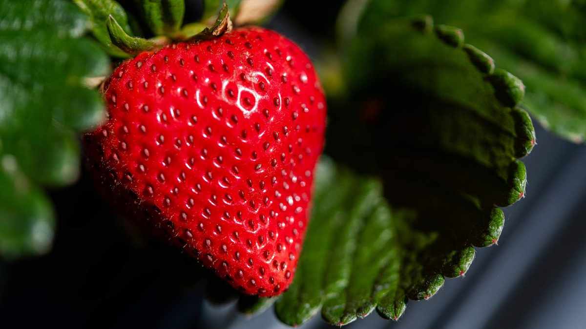 5 Key Tips for Growing Large, Juicy Strawberries