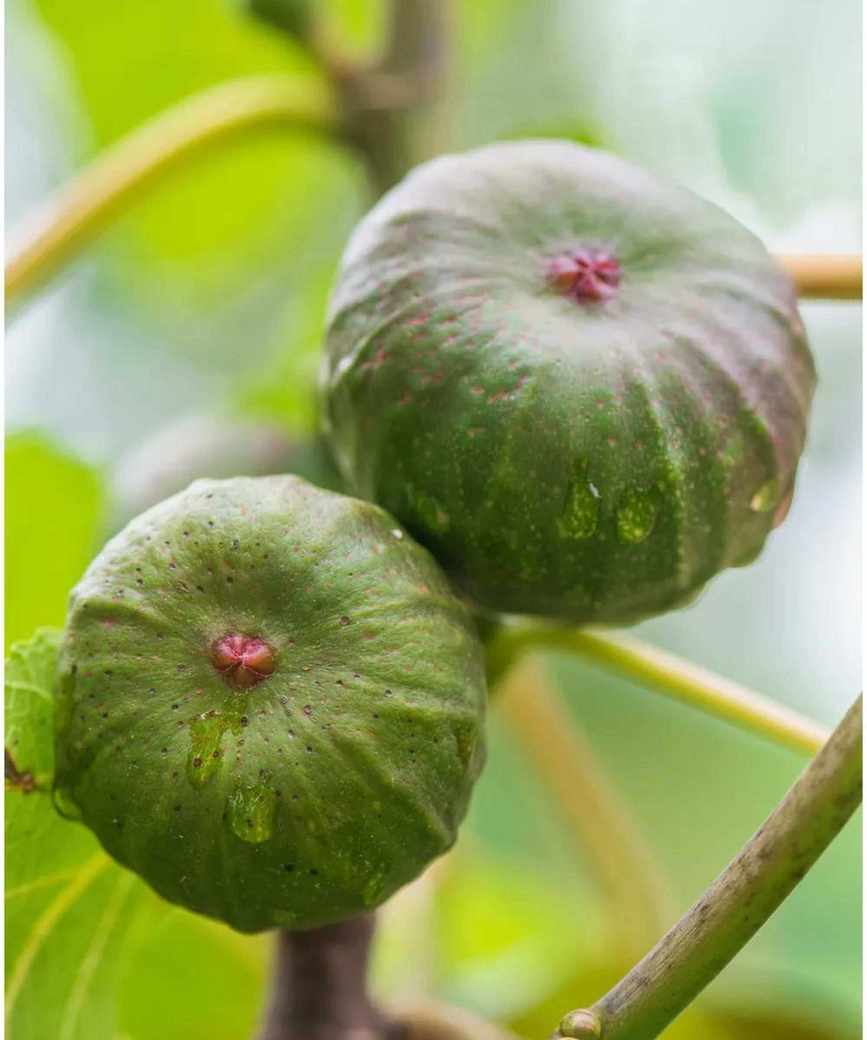 Violette de Bordeaux fig