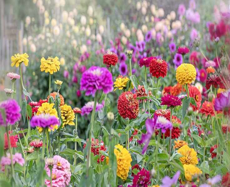 9 Plants to Never Grow Next to Zinnias, According to Garden Pros