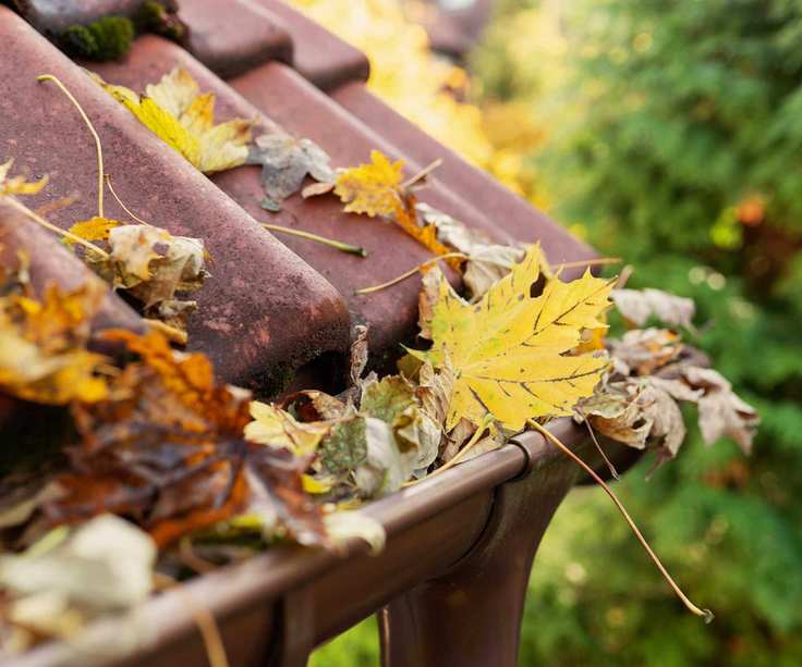 autumnal leaves in gutter