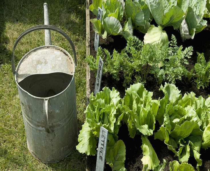 Watering can by lettuce plot