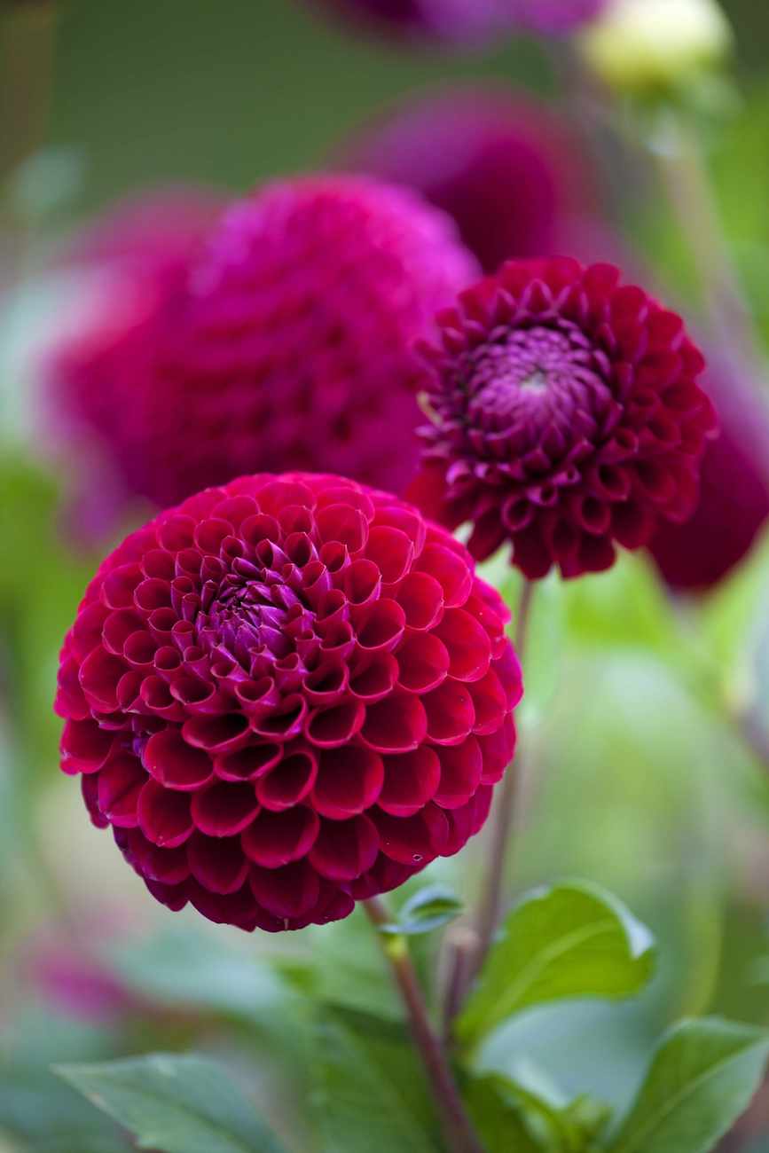 how to grow dahlias summer knight dahlia