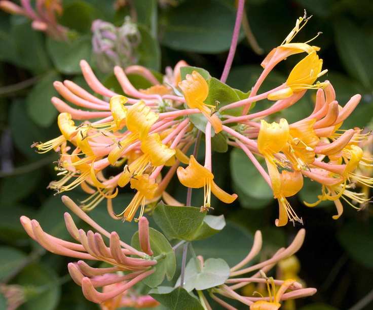 Honeysuckle 'mandarin'