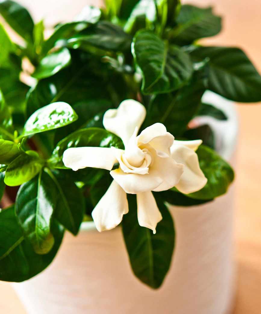 Gardenia Jasminoides flowering plant in vase with white flowers blooming