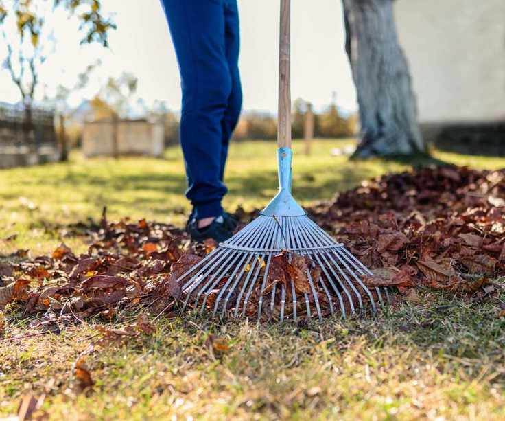 Wood handle rake cleaning up leaves