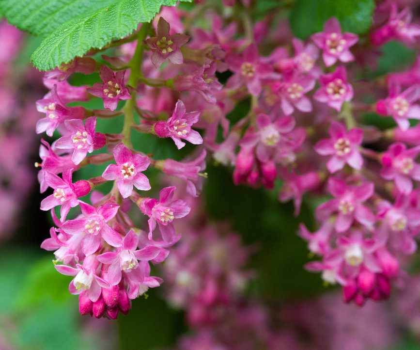 Ribes sanguineum 'Pulborough Scarlet' in bloom