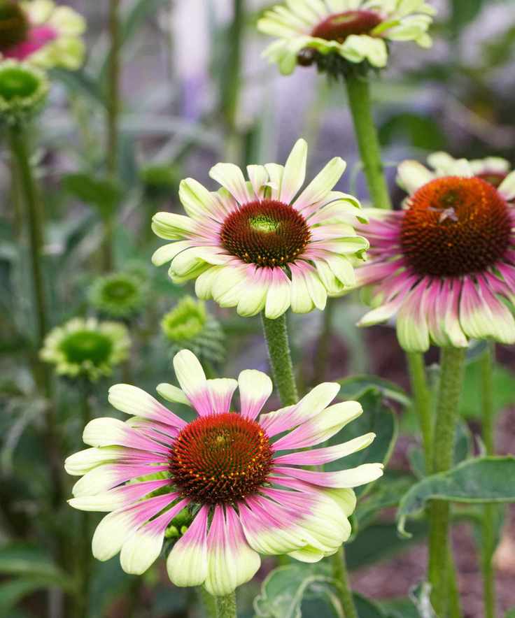coneflower variety Green Twister in summer border