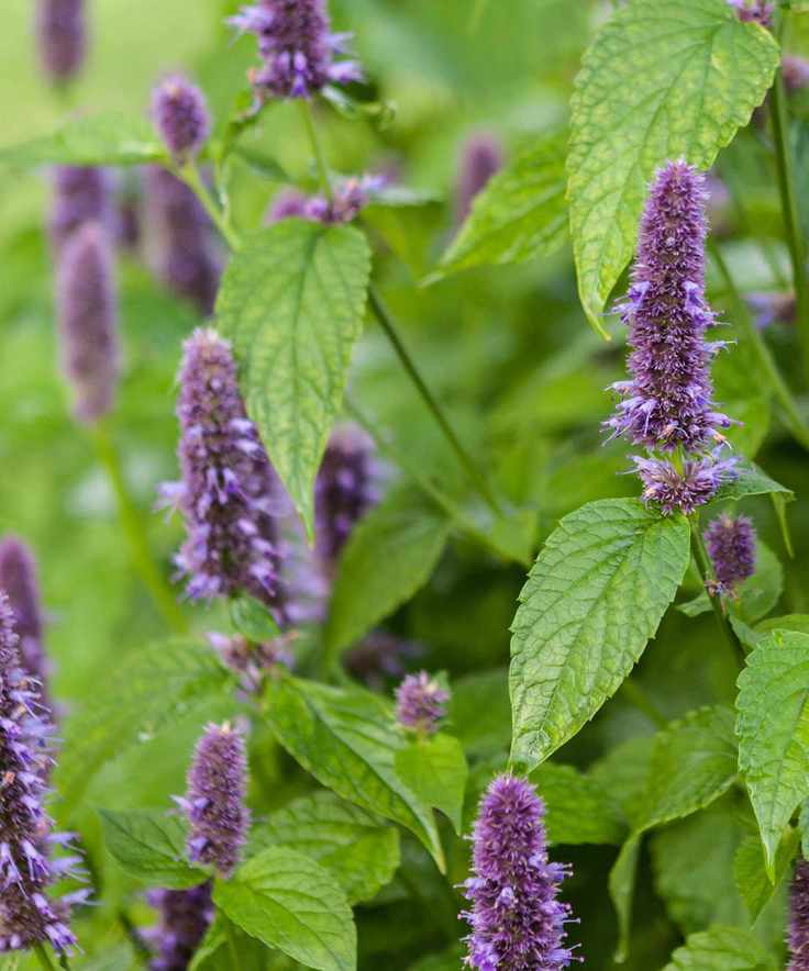 Anise hyssop