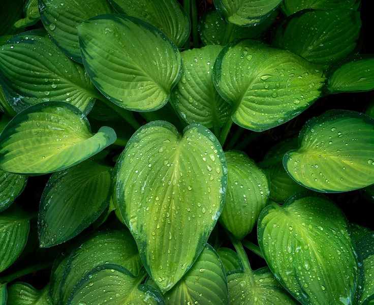 hostas in garden