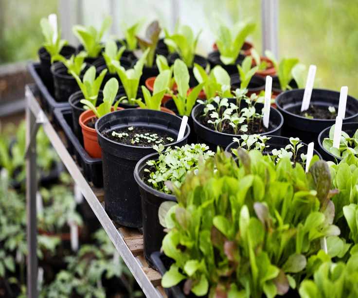 seedlings in greenhouse