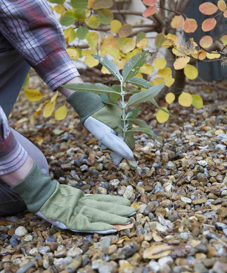 Pulling weeds out of gravel by hand