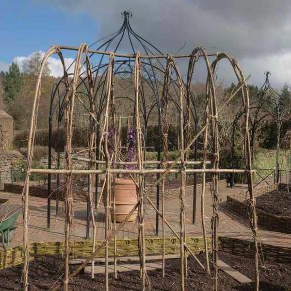 Hazel plant support structure in garden border
