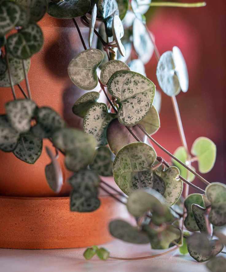 close-up of string-of-hearts leaves