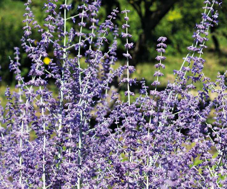 Russian sage in flower in a botanical garden