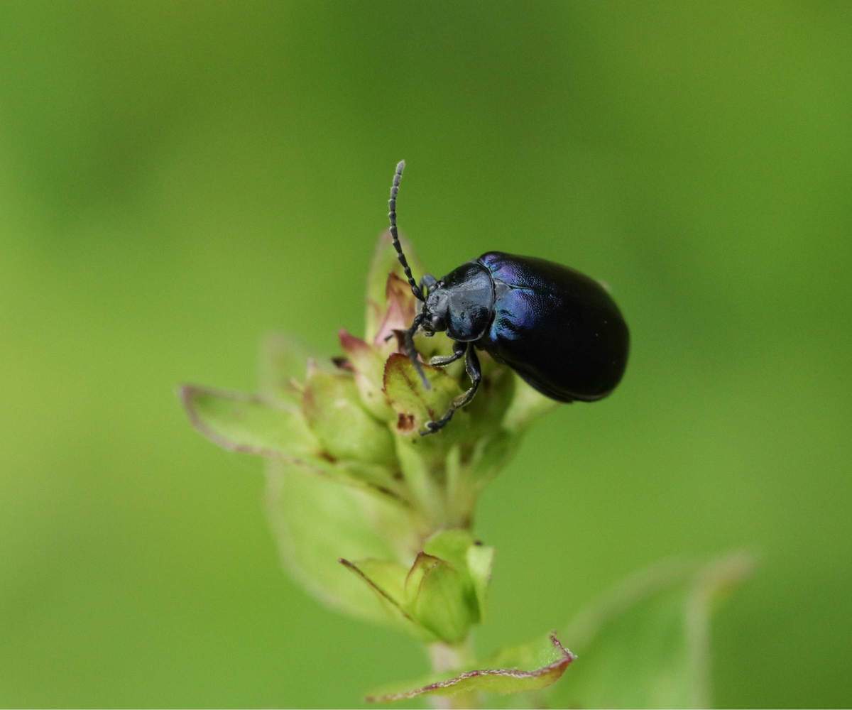 Alder leaf beetle