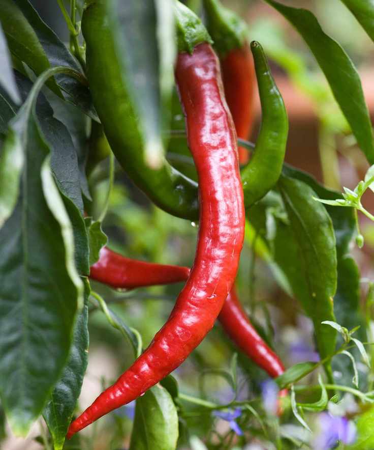 Goat Horn Chilli Pepper