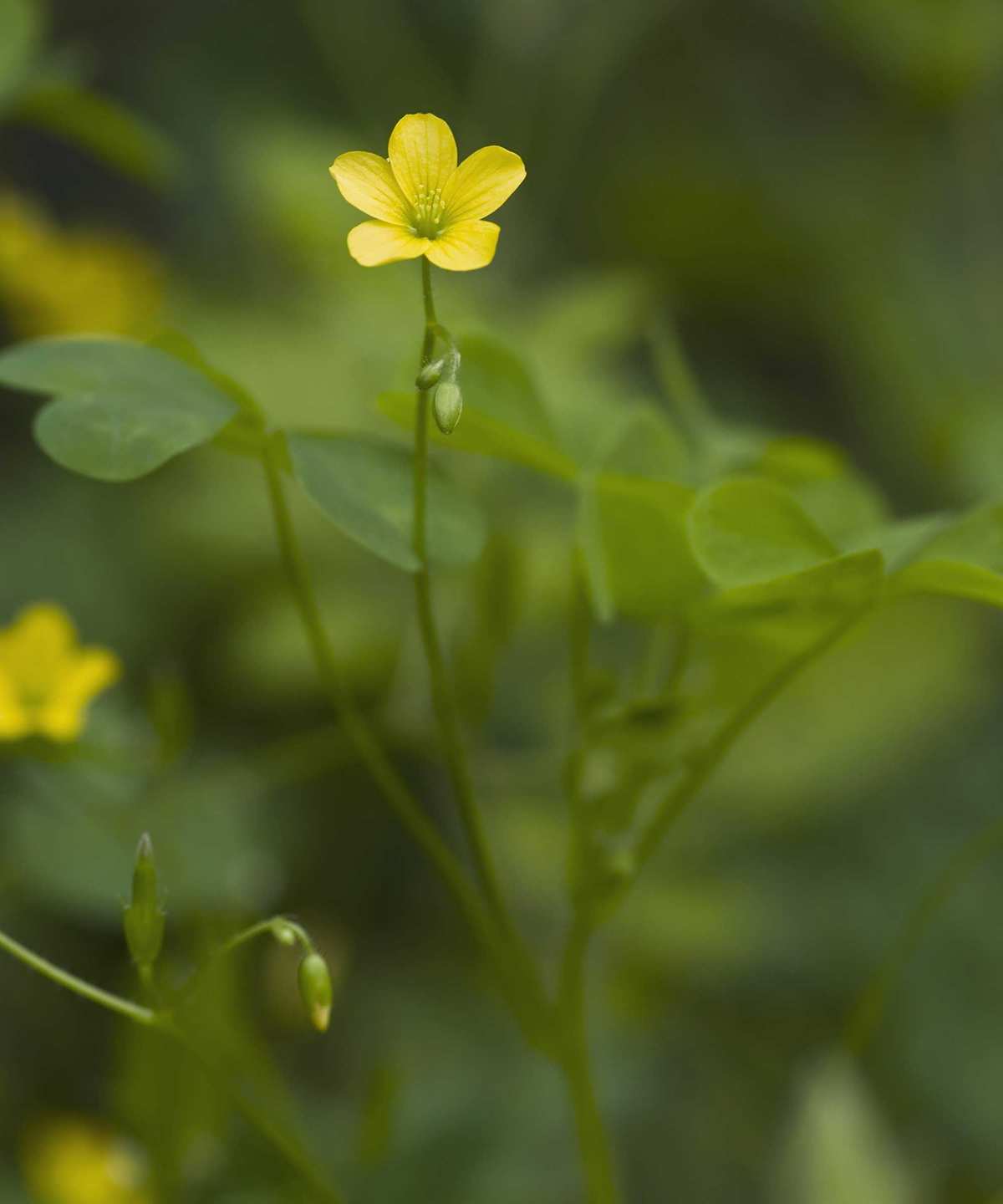 wood sorrel with yellow flower